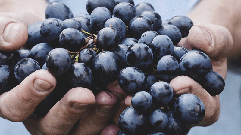 Microchip - professional stock photography